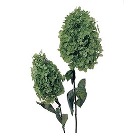 Daichi Farm DO001510-700 Preserved Flowers, Soft Pyramid Hydrangea, Head, Basil Green