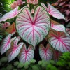 2 Fiesta Caladium Bulbs for Planting - Perennial Hosta, Elephant