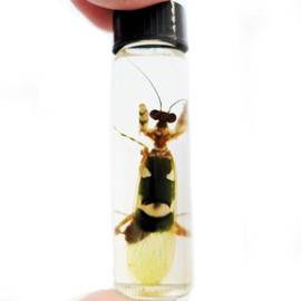 BicBugs Creobroter wahlbergii Green Praying Mantis Preserved Wet Specimen Africa