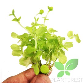 Lysimachia Nummularia Aurea Bundle Live Aquarium Plant Decorations BUY2GET1FREE