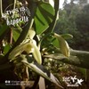 Villa Vainilla Mexican Vanilla Beans - All Natural, Pure, Whole