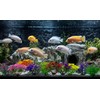 10PCS Aquarium Artificial Plastic Plants Decorations