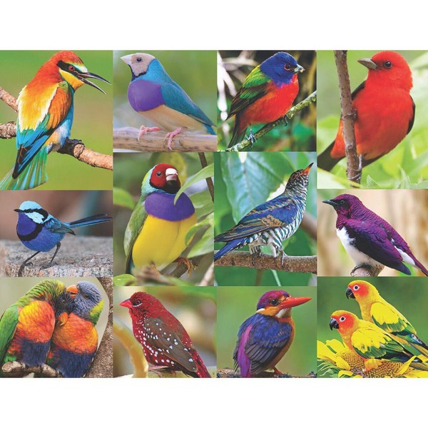 Springbok's 500 Piece Jigsaw Puzzle Birds of Paradise - Made in USA