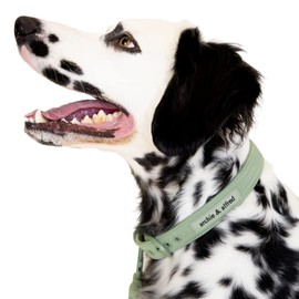 Heavy Duty Adjustable Dog Collar | Odor Proof and Easy to Clean | Made with a Comfortable Fabric and Metal Hardware | archie & alfred (Size Medium)