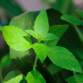 La Perfumm Aceite Esencial Menta 15ml 100% Natural Ó Eucalipto Ó Romero