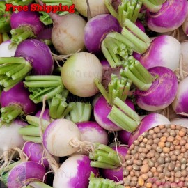 Treevale Purple Top White Globe Turnip Seeds, Royal Crown Seeds | Vegetable Seeds - 1250 Seeds ~1/8 oz