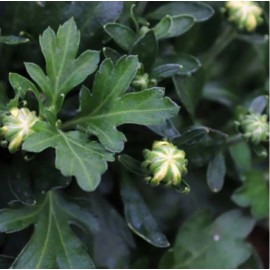 Fresh Orchid Delight Mum Chrysanthemum Seeds 200+ Seeds Mum Flower Flower Seeds - 500 Seeds