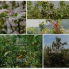 3.9 Inch Fruit Tree Limb Spreader 20pcs New Fruit Branch