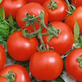 Early Boy Bush F1 Hybrid Tomato Seeds - 300 Mg Packet ~70 Seeds - Non-GMO, F1 Hybrid - Vegetable Garden - Lycopersicon esculentum