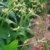 30PCS Bush Long Green Bean Seeds Non-GMO Vegetable Seeds Heirloom