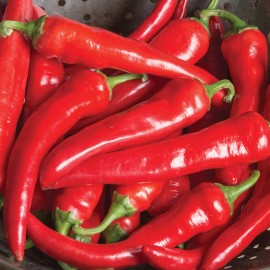 Southeast Seeds Cayenne Large Red Thick Pepper Seeds, NON-GMO, Variety Sizes Sold, FREE SHIP - 100 Seeds
