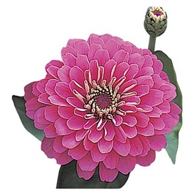 Park Seed Dreamland Pink Hybrid Zinnia Seeds