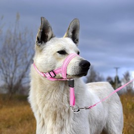 DOMIGLOW No-Pull Dog Headcollar - Reflective Head Halter Collar for Dogs, Padded Dog Head Collar to Stop Heavy Pulling, Anti-Pull Muzzle Leash (Pink, Large)