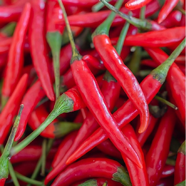 Cayenne Pepper Seeds for Planting Outdoors | Non GMO Heirloom