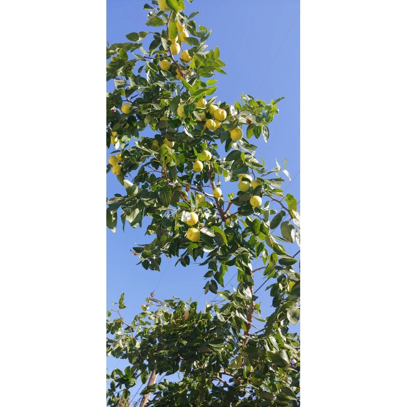 Homemade Dried Organic Jujube Leaves 2 oz