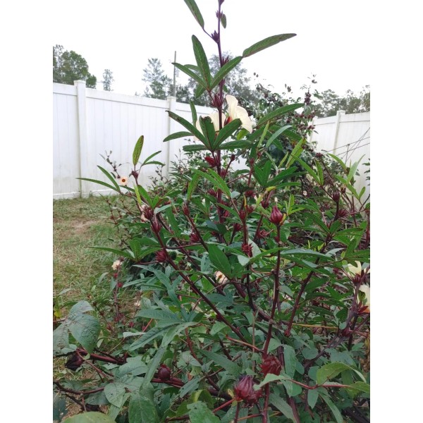 Fresh 50 Roselle / Jamacian Sorrel / Florida Cranberry /