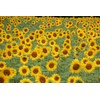 The Jonsteen Company Sunflower | Flower Seed Grow Kit |