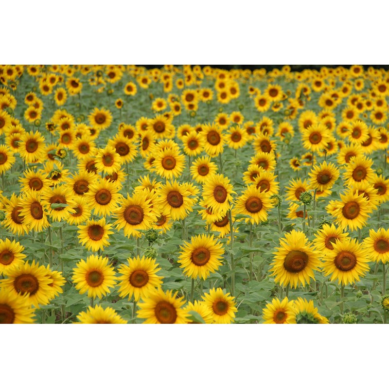 The Jonsteen Company Sunflower | Flower Seed Grow Kit |