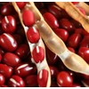 TomorrowSeeds Adzuki Red Bean Seeds |Azuki Aduki Mung Cowpea Edamame