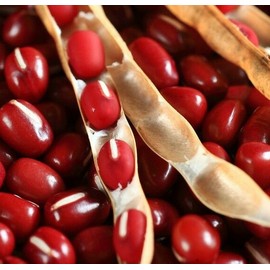 TomorrowSeeds Adzuki Red Bean Seeds |Azuki Aduki Mung Cowpea Edamame Asian Vegetable Seed 2024