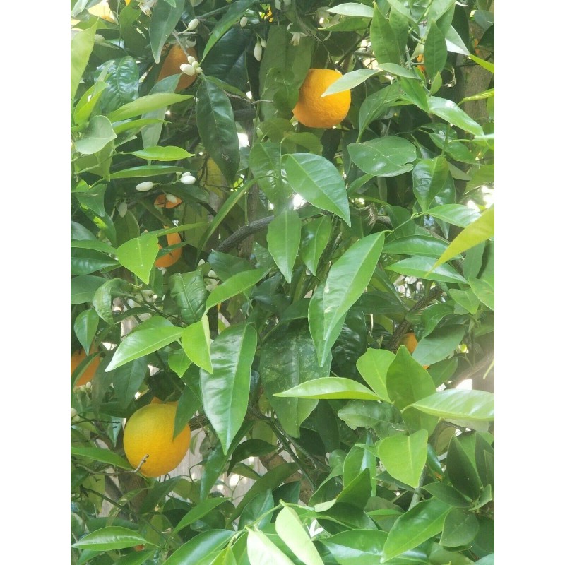 Generic Fresh, organic orange leaves. Grown in California. (30 leaves)