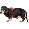 BUDDY BELT Pepita de Oro - Edición Elite (3.5)