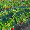 arbxvnr 10 sets of 30 cm wide strawberry planting stand