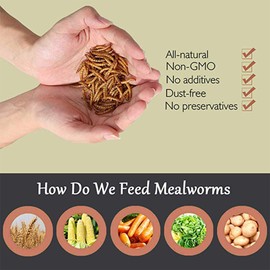 Euchirus 22LBs Non-GMO Dried Mealworms,High-Protein Larvae Treats Feed Molting Supplement for Birds Hens Ducks etc,Large Bulk Meal Worms Birds Chicken Food