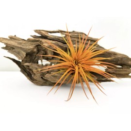 Air Plant Live Colored Air Plants Ionantha Guatemala Tillandsia Airplant FREE SHIPPING - Orange