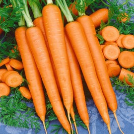 TomorrowSeeds - Tendersweet Carrot Seeds - 5000+ Count - for 2026 Planting Long Sweet Coreless USA Garden Vegetable Root Carrots Parsnips Non-GMO Heirloom Grow Your Own Home Farm Patio Healthy
