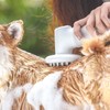 uahpet Uah Pet FUR-EVER CLEAN Automatic Foaming Soap Dispenser and