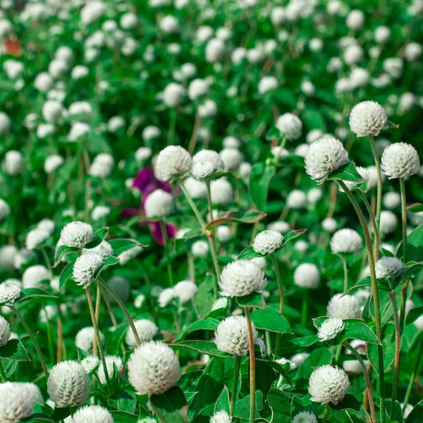 Outsidepride Gomphrena White - 1000 Seeds