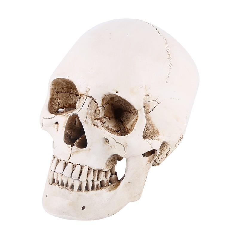 Human Skull Resin Skull Model White Resin 1 Piece White