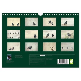 Stare und Weisheiten (Wandkalender 2026 DIN A4 quer), CALVENDO Monatskalender