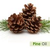 Salvia Pine (Pinus Sylvestris) Essential Oil Pure & Natural -