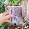 Clear Plastic Orchid Pot – 4" or 5" Diameter Air