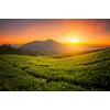 Black tea "Thyolo" from Malawi, Africa, high-quality black tea from
