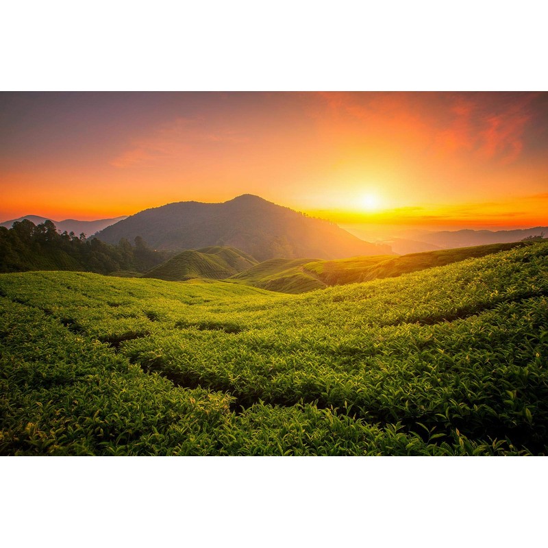 Black tea "Thyolo" from Malawi, Africa, high-quality black tea from