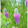Little Seed Store 501+PURPLE PRAIRIE CLOVER Seeds Wildflower Nitrogen Fixing