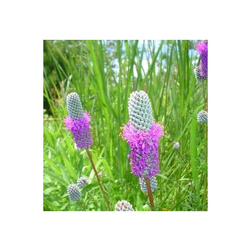 Little Seed Store 501+PURPLE PRAIRIE CLOVER Seeds Wildflower Nitrogen Fixing
