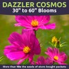 Dazzler Cosmos Wildflower Seeds - Extra Large 1 Ounce Packet