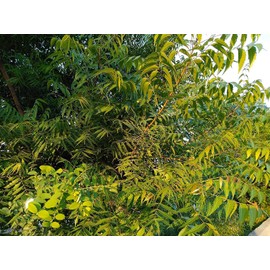 Fresh Neem Leaves and Chewing Sticks (Margosa or Azadirachta Indica Leaves) - 30 Stems with 150 to 210 organic natural leaves with 5 Fresh Neem Chewing Sticks. Handpicked from Organic Garden.