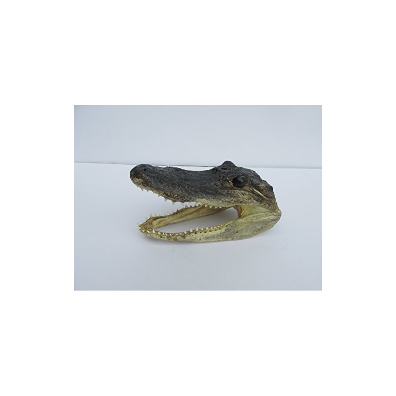 Atlantic Coral Enterprise Real Alligator head from a 4 foot