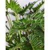 Philodendron Xanadu Winterbourn - Size: 6in Pot, 17-20in