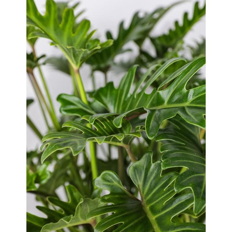 Philodendron Xanadu Winterbourn - Size: 6in Pot, 17-20in