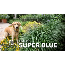 Super Blue Liriope Muscari | 3 Live Bare Root Pips | Evergreen Plant Ground Cover Monkey Grass Lilyturf