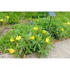 Little Seed Store 201+Dwarf MISSOURI EVENING PRIMROSE Flower Seeds Drought