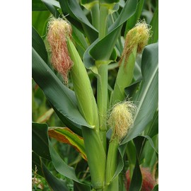 TomorrowSeeds - Incredible Sweet Corn Seeds - 120+ Count - for 2026 Planting SE Sugary Enhanced Hybrid Golden Yellow Pole Corns Untreated USA Vegetable Grow Your Own Home Farm Patio Healthy