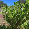 Plant Good Seed Ashwagandha Seeds, Certified Organic - Indian Ginseng