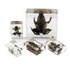 REAL BUG Frog Life Cycle, Set of 5